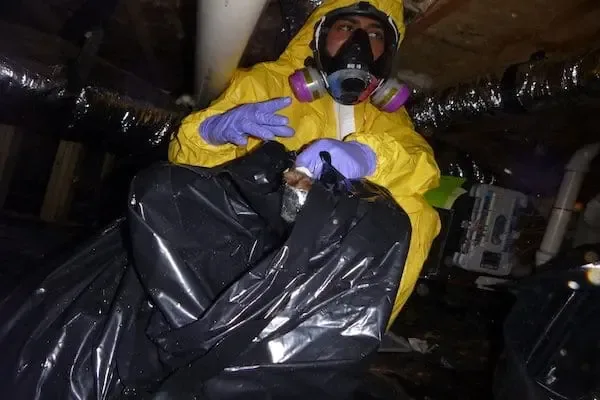 Technician in a protective suit and respirator bagging debris in a crawl space during a sewage cleanup